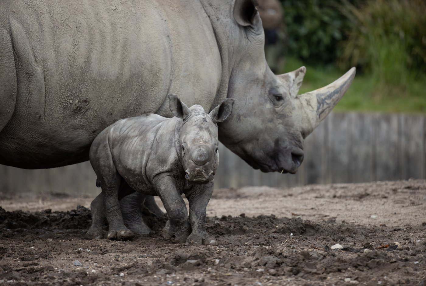 Research at Copenhagen Zoo 3: About rhinos in the wild and in captivity ...